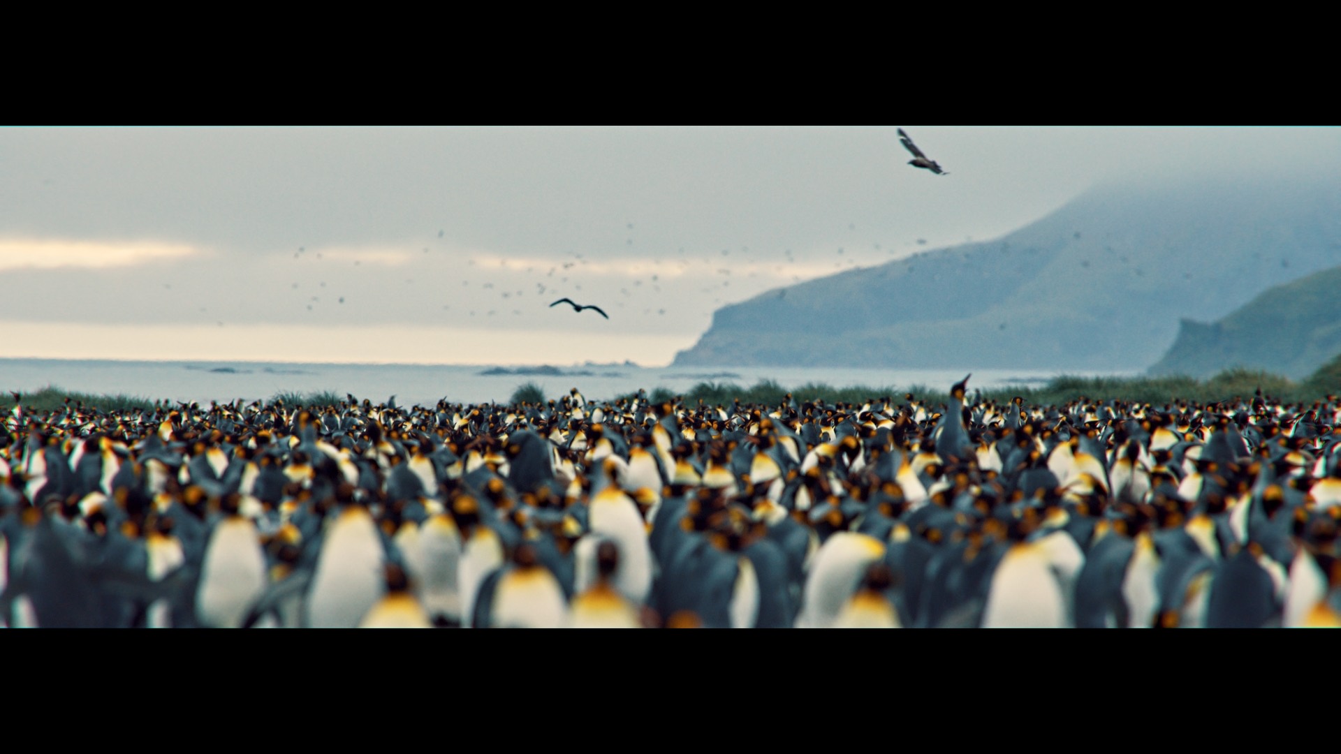 Antarctica — still